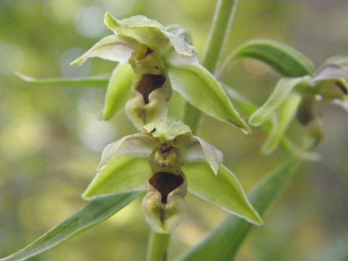 Орхидея дремлик широколистный