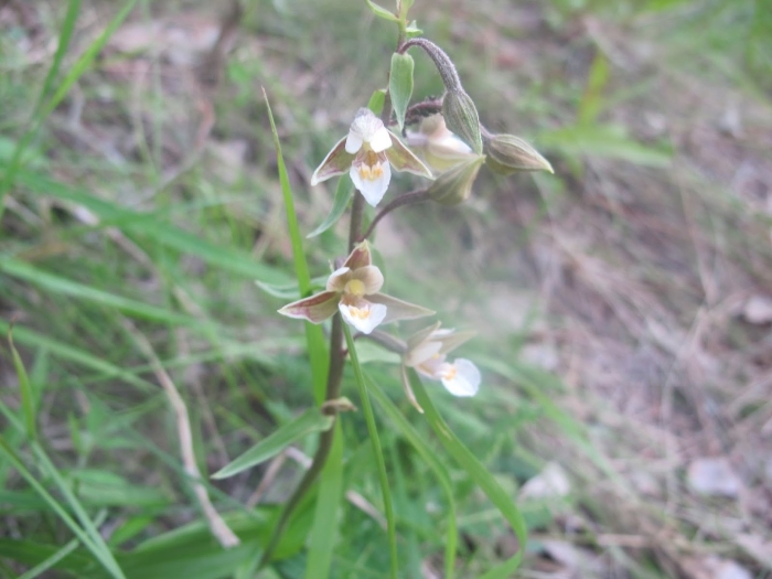 Дремлик болотный (epipactis palustris)