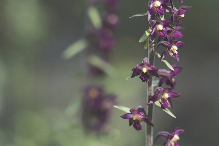 Epipactis atrorubens