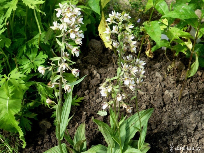 Дремлик болотный красная книга