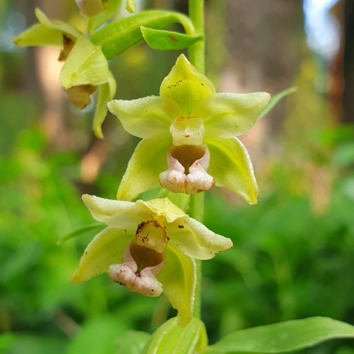 Садовая орхидея дремлик