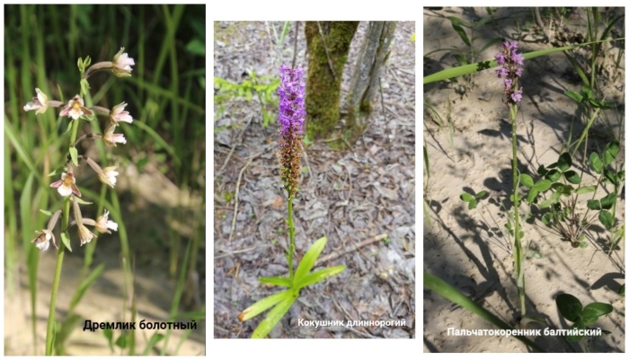 Кокушник длиннорогий