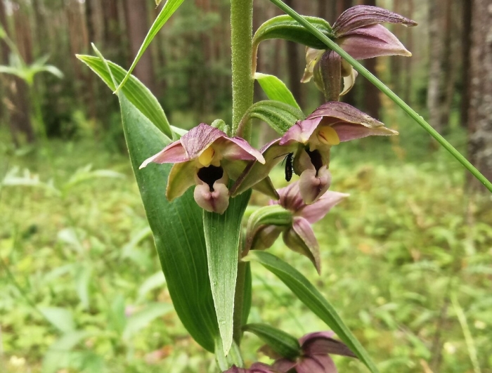 Дремлик болотный (epipactis palustris)