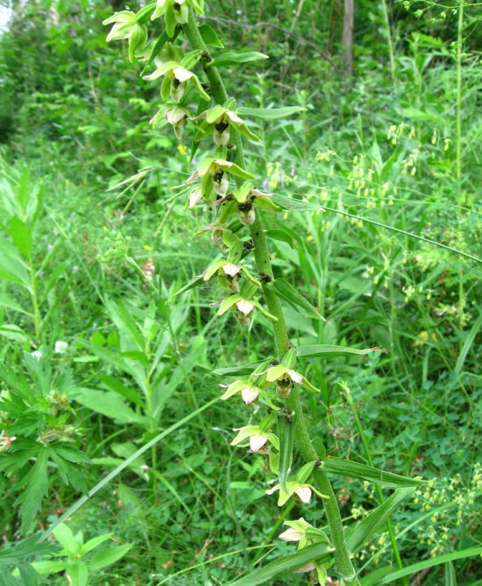 Epipactis helleborine