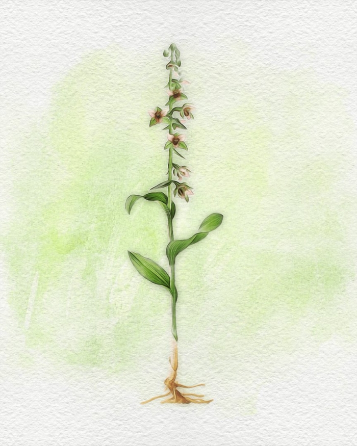 Дремлик темно красный