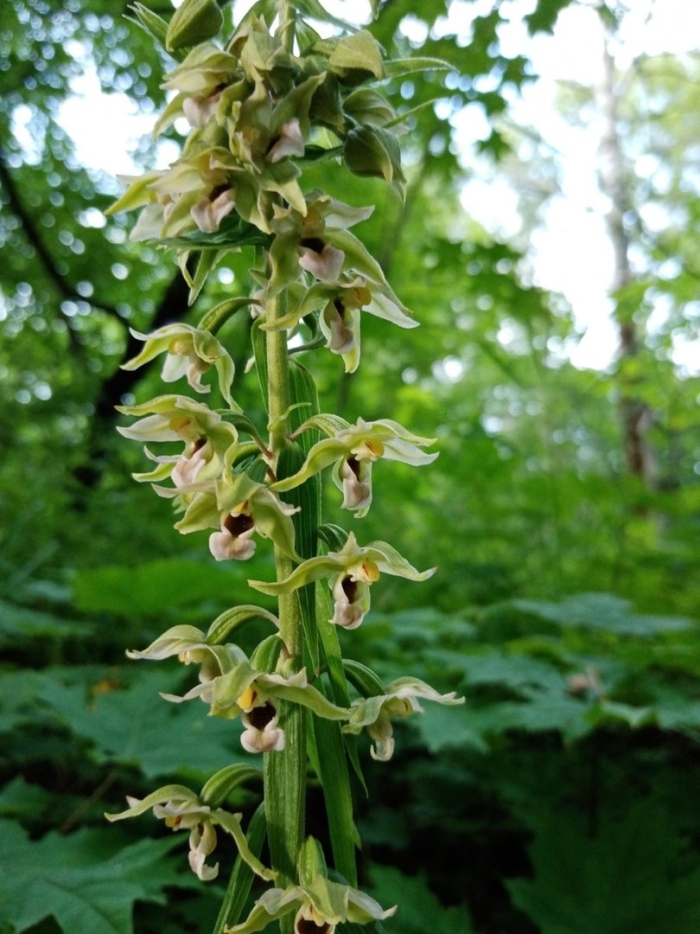 Дремлик чемерицевидный