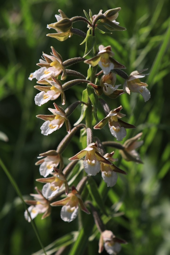 Дремлик болотный (epipactis palustris)