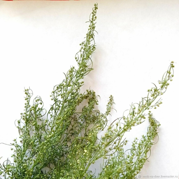 Полынь божье дерево