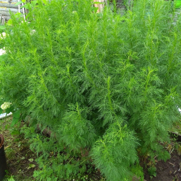 Полынь божье дерево