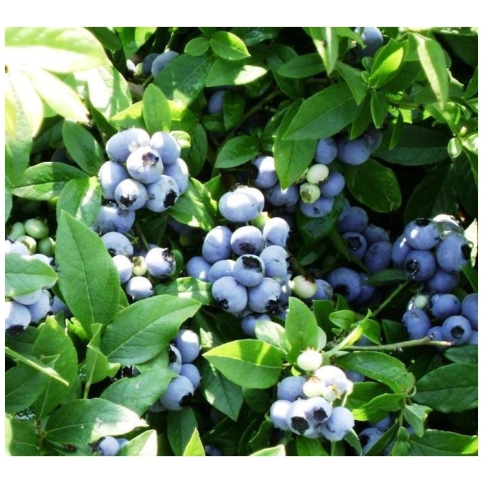 Голубика высокорослая патриот