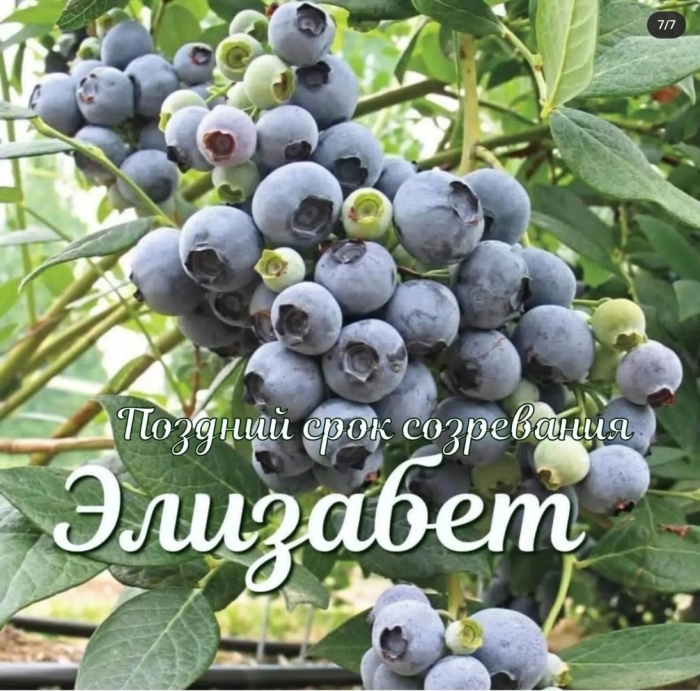 Голубика высокорослая элизабет