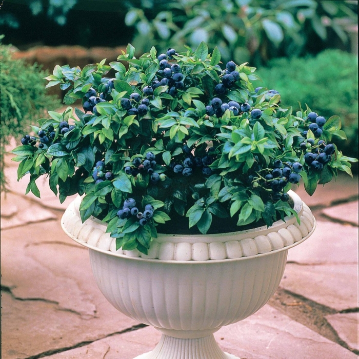 Голубика садовая узколистная