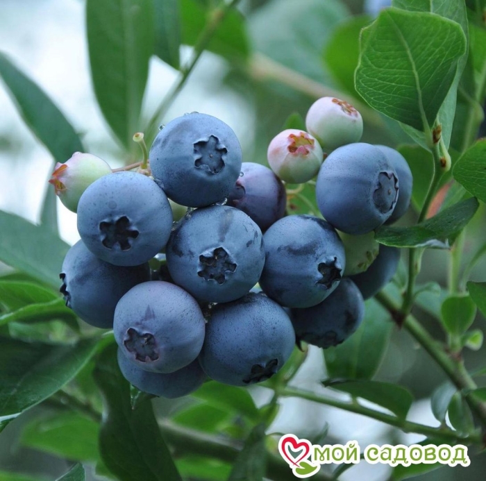 Голубика высокорослая блюкроп