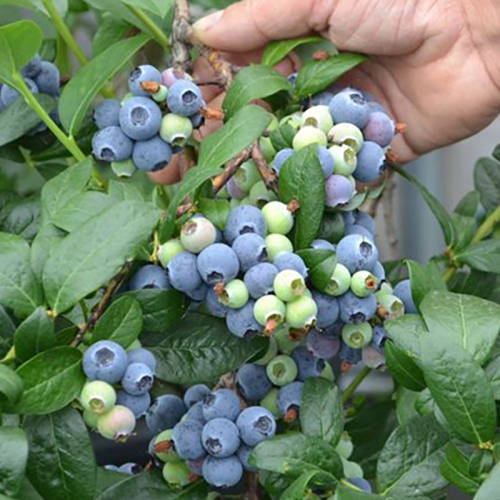 Голубика высокорослая бонифаций