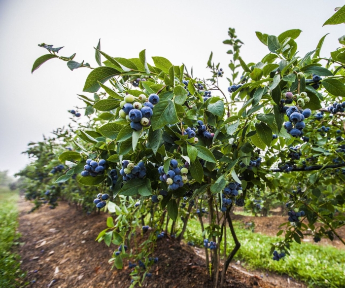 Blueberry farm