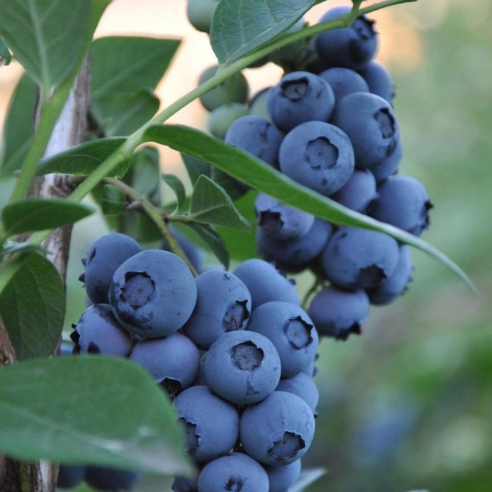 Голубика блю голд