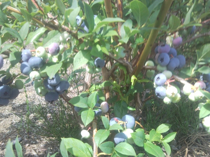 Голубика блюкроп