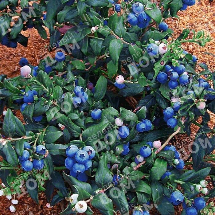 Голубика нортланд