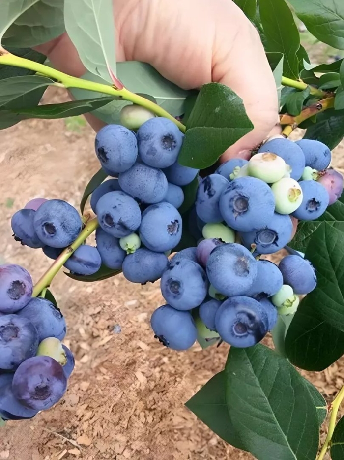 Голубика денис блю