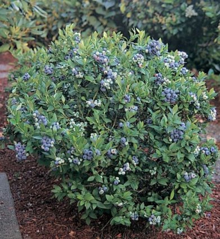 Blueberry plant