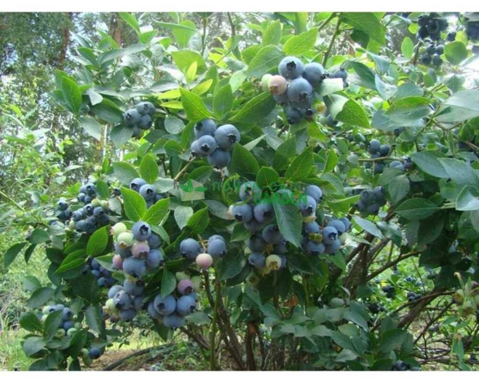 Голубика садовая нортланд