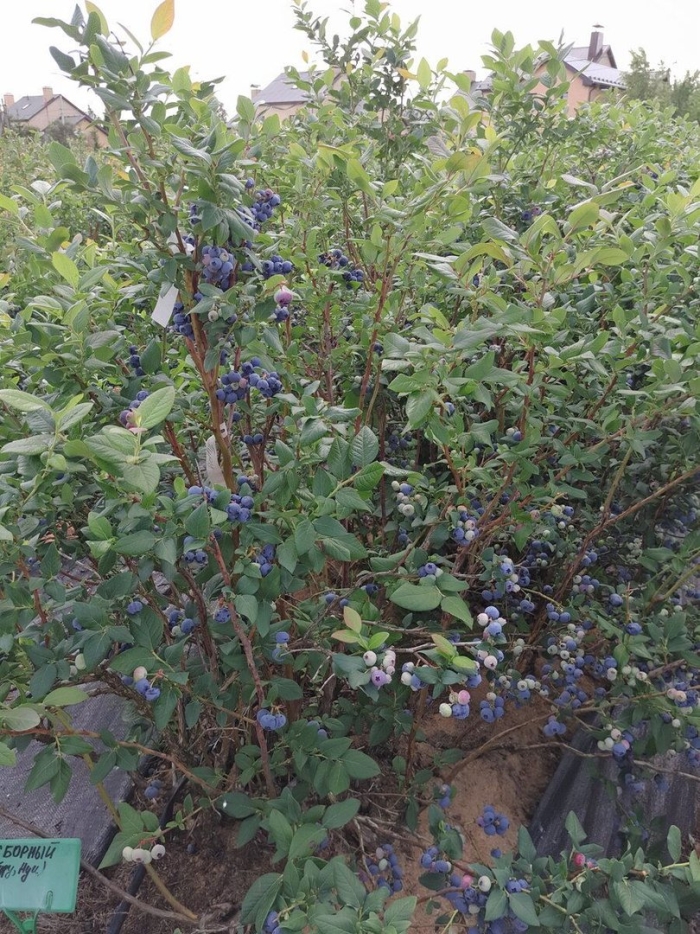 Голубика блюкроп куст