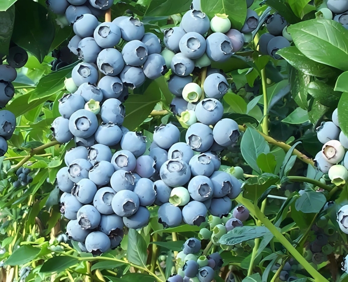 Голубика высокорослая