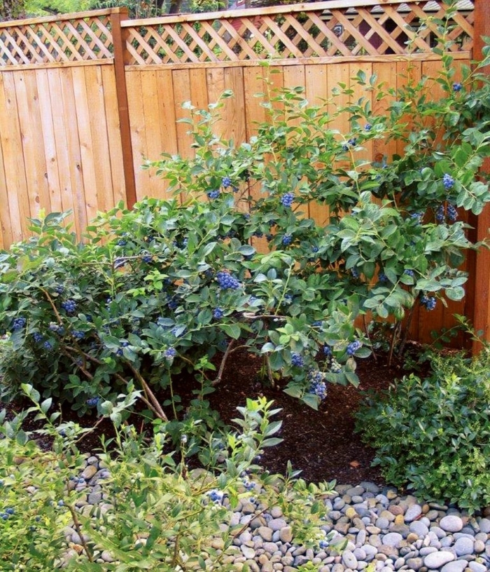 Голубика высокорослая торо