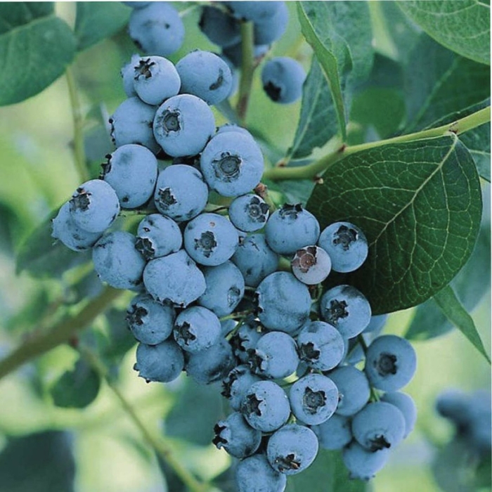 Голубика садовая норд блю