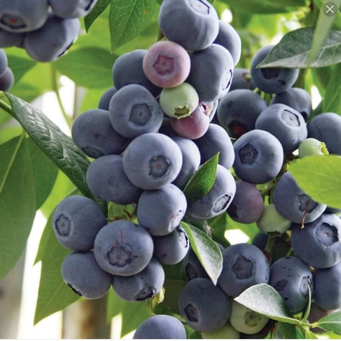 Голубика спартан