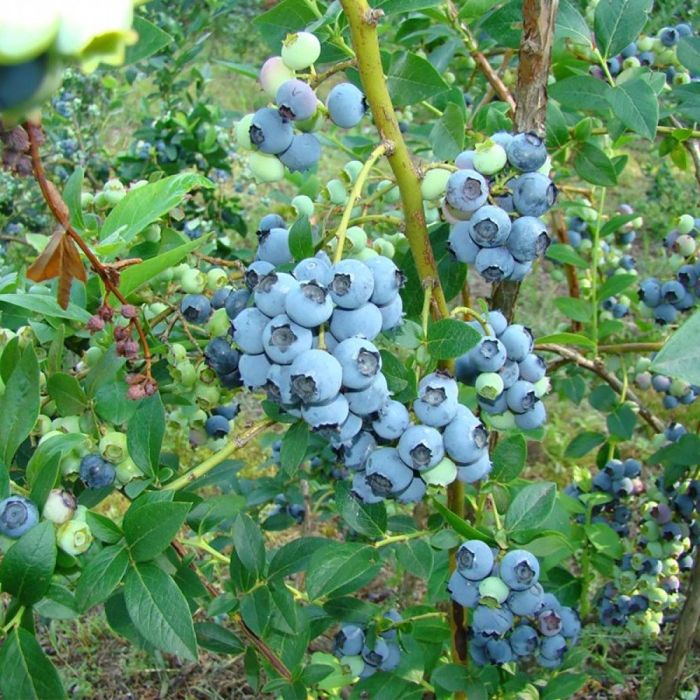 Голубика садовая сорт элизабет