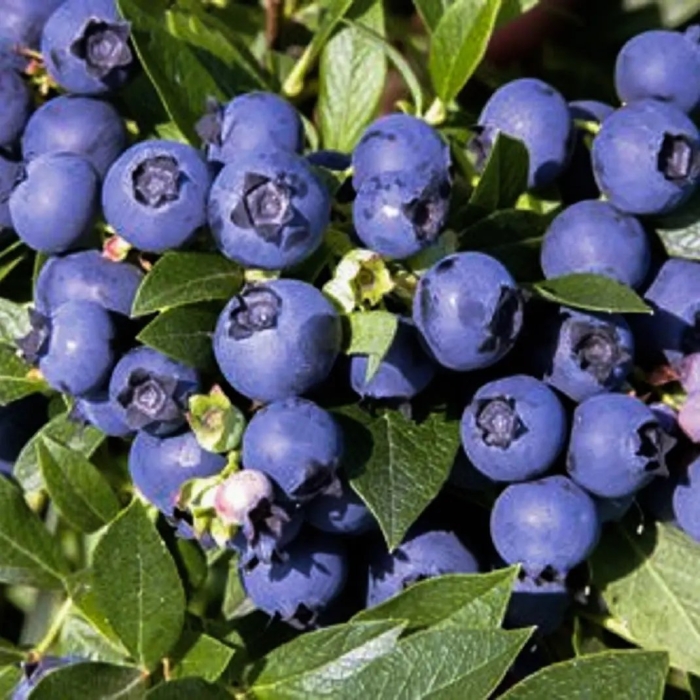 Голубика сорт норд кантри