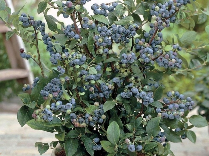 Голубика садовая блюкроп