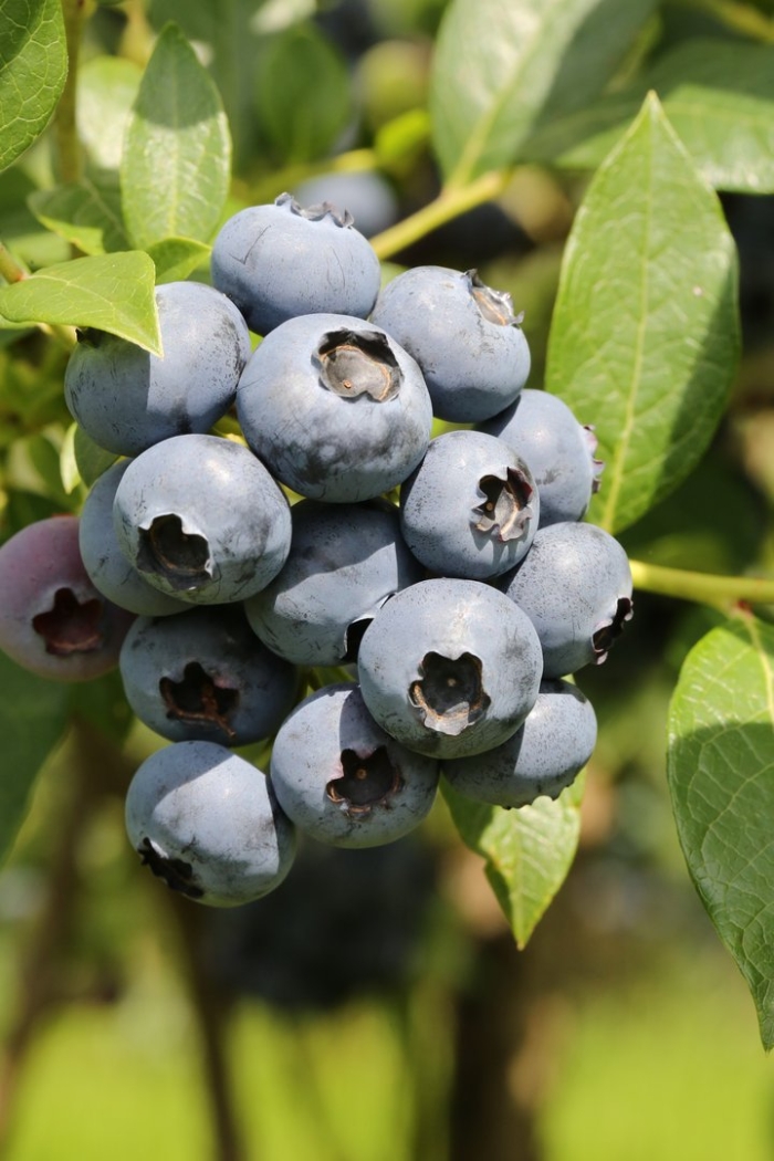 Голубика высокорослая норт блю