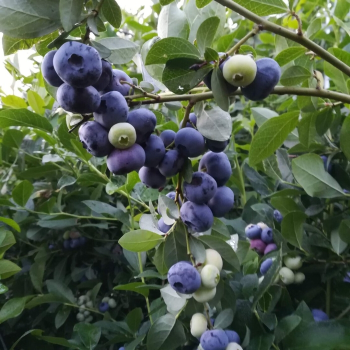 Голубика дюк