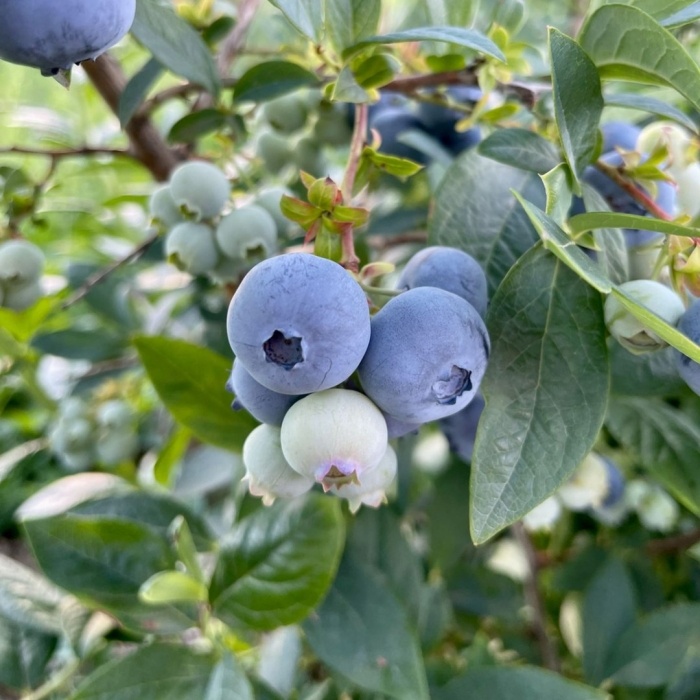 Голубика блюкроп