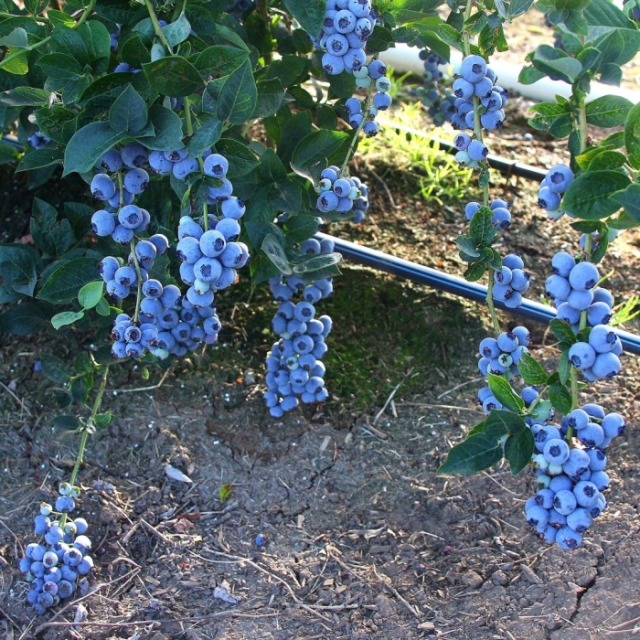 Голубика высокорослая bluecrop