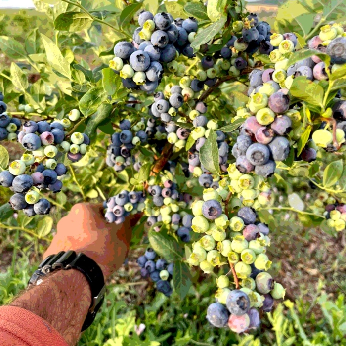 Голубика высокорослая нельсон