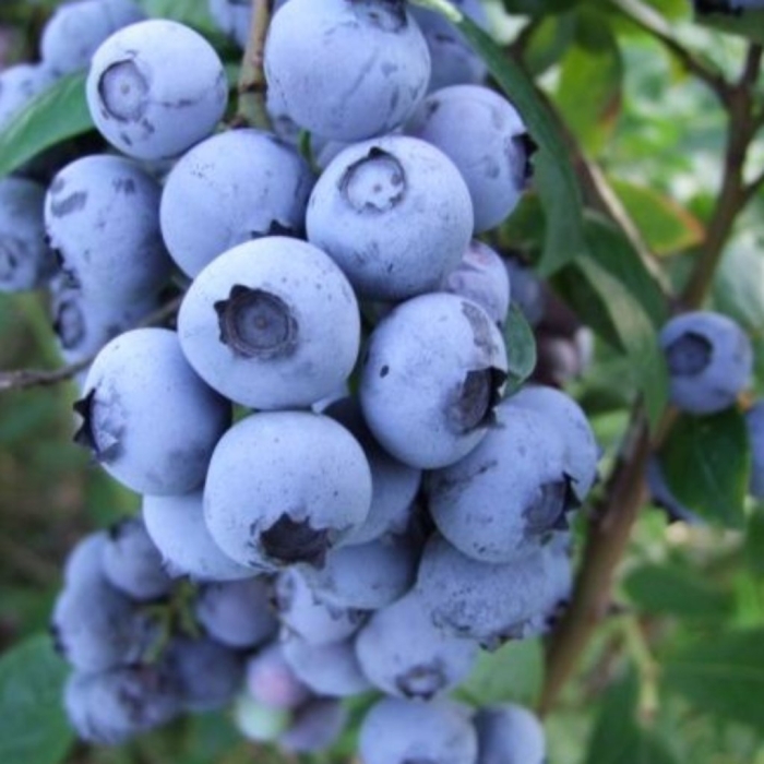 Голубика высокорослая чандлер