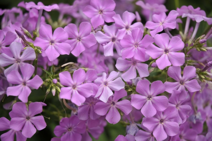 Флокс метельчатый незабудка