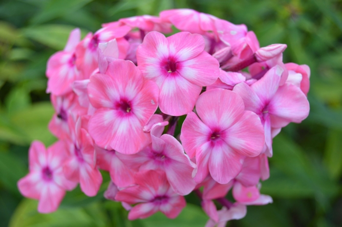 Флокс метельчатый оленька