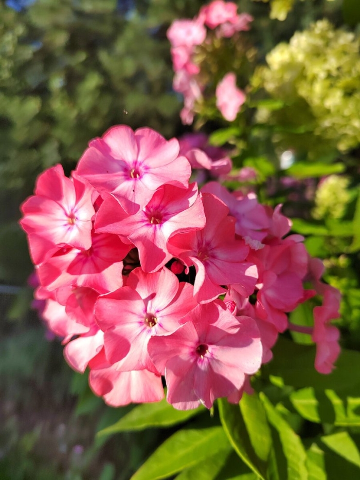 Флокс леонид вигоров