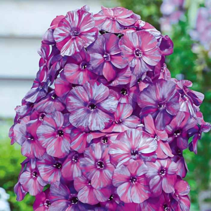 Флокс метельчатый отем джой