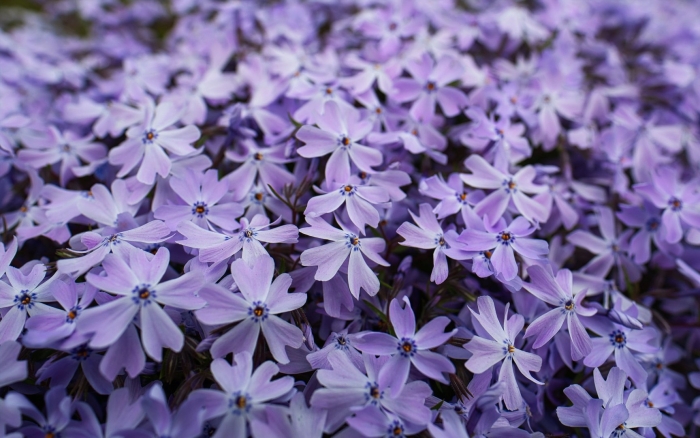 Цветок фиолетовый