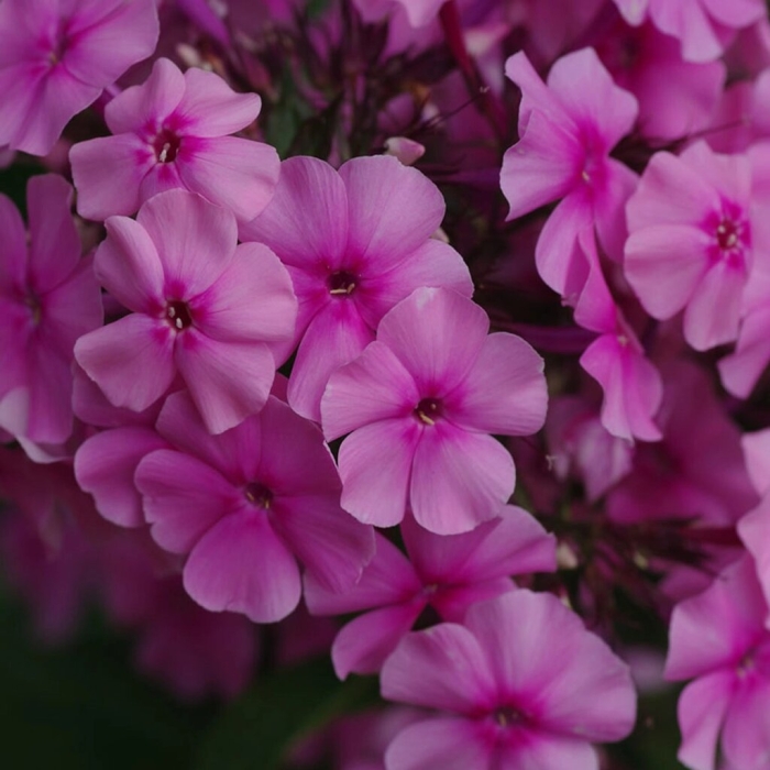 Флокс валентина