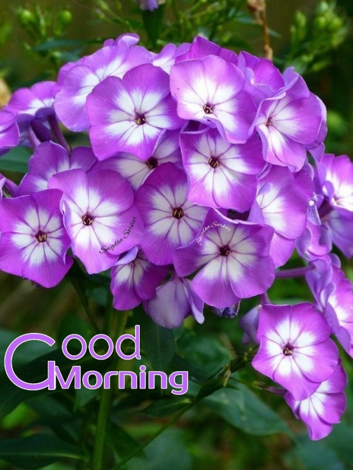 Флокс метельчатый сиреневый