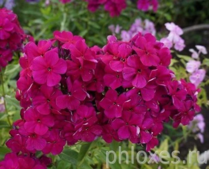 Флокс метельчатый зенобия