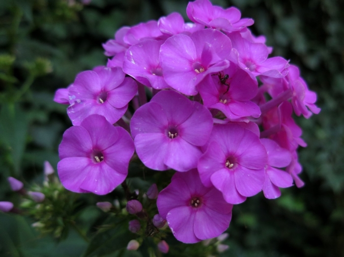 Флокс метельчатый далила