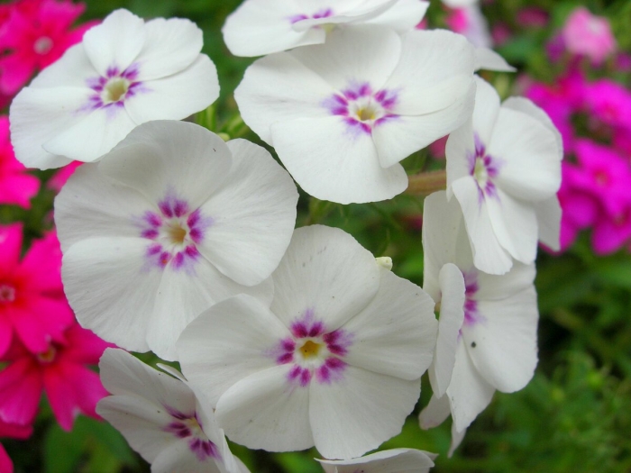 Флокс друммонда изабелла