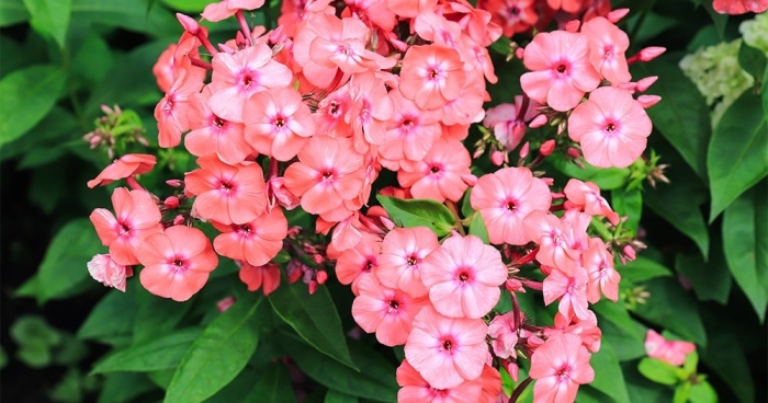 Флокс метельчатый